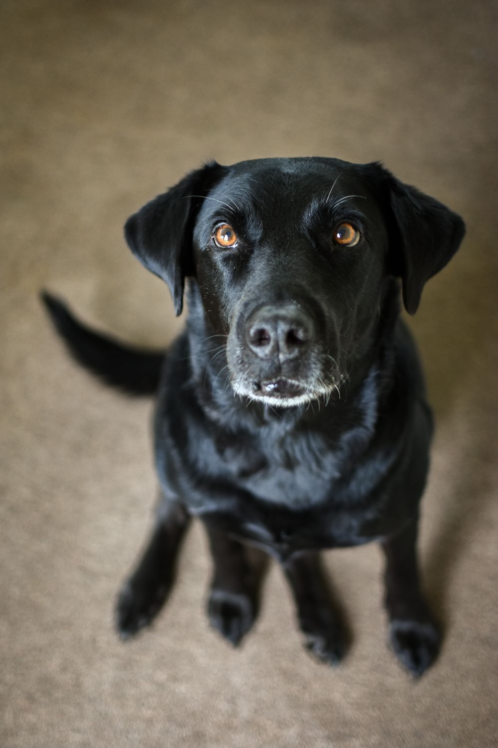 A gentle senior black Labrador retriever with grey fur around his muzzle, sitting indoors
